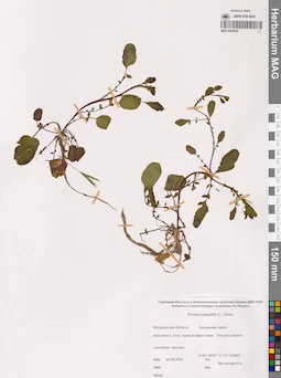 MAG 0022852