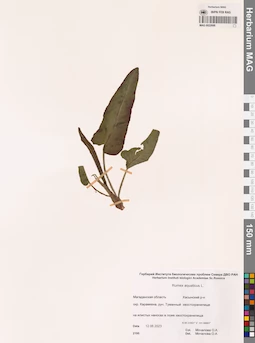 MAG 0022688