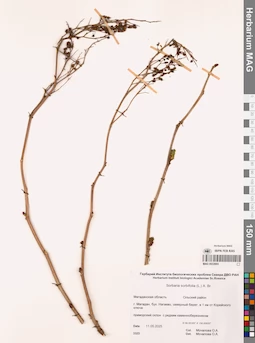 MAG 0022693