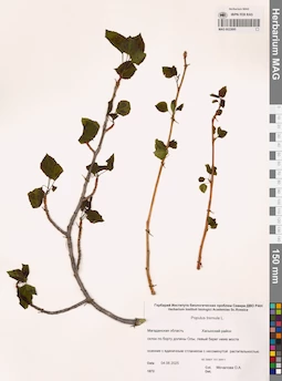 MAG 0022695