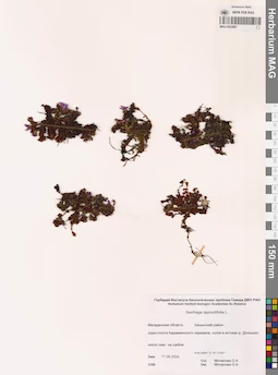 MAG 0022697