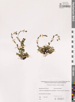 MAG 0022713
