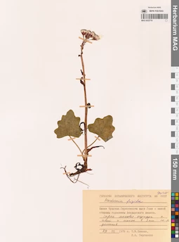 MAG 0022718