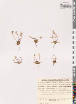 MAG 0022726