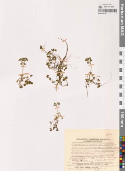 MAG 0022728