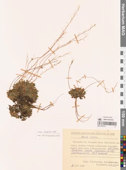 MAG 0022733