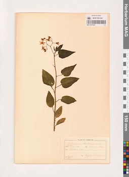 MAG 0013542