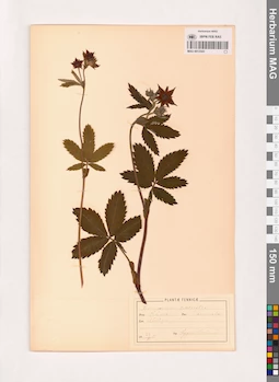 MAG 0013543