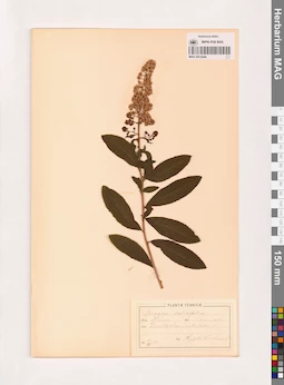 MAG 0013544