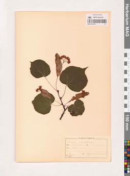 MAG 0013545