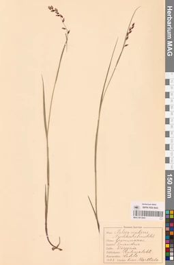 MAG 0013641