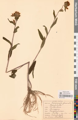 MAG 0013642