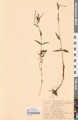 MAG 0013644