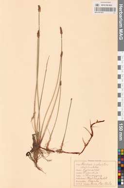 MAG 0013645