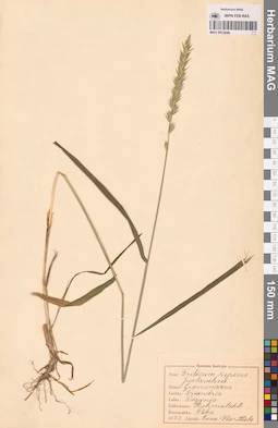 MAG 0013648