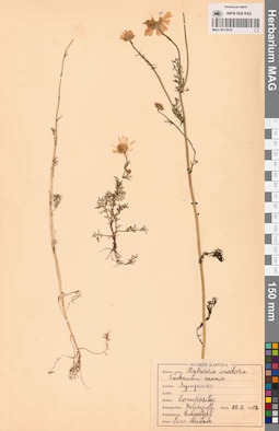 MAG 0013654