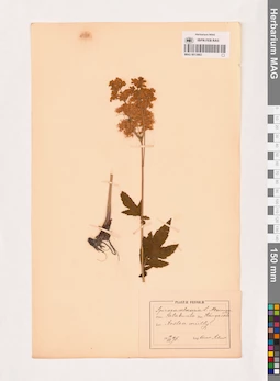 MAG 0013663
