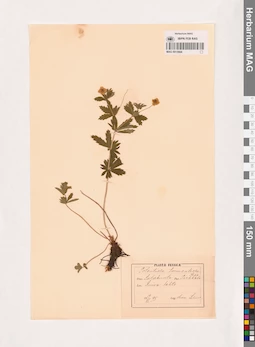 MAG 0013664