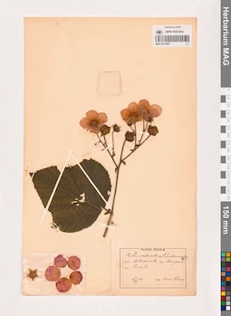 MAG 0013665