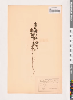 MAG 0013696