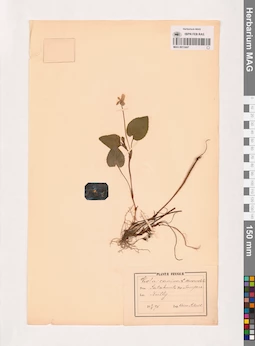 MAG 0013447