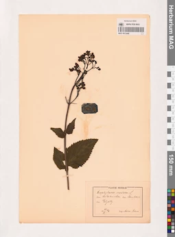 MAG 0013448