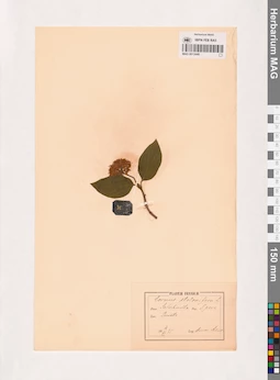 MAG 0013449