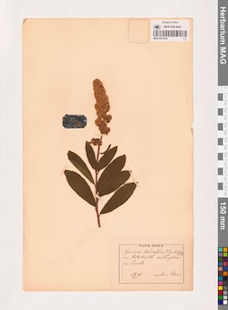 MAG 0013450