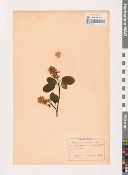 MAG 0013452