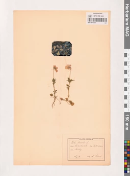 MAG 0013453