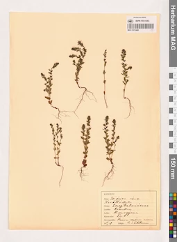 MAG 0013468
