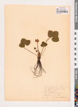 MAG 0013474