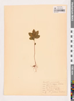 MAG 0013477