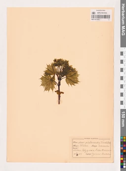 MAG 0013479