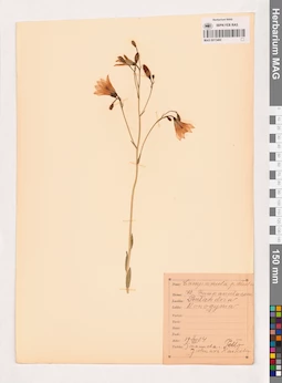 MAG 0013480