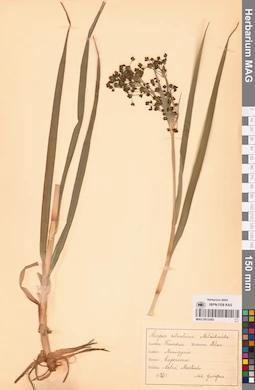 MAG 0013483