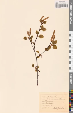 MAG 0013487