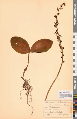 MAG 0013489