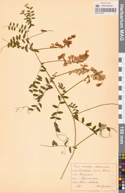 MAG 0013491