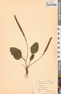 MAG 0013494