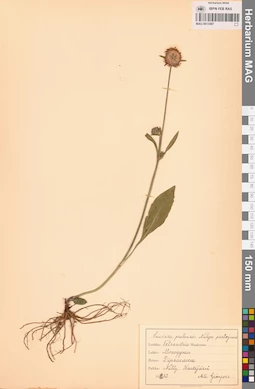 MAG 0013497