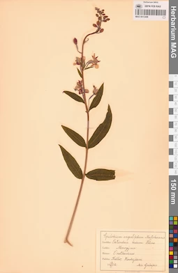 MAG 0013498