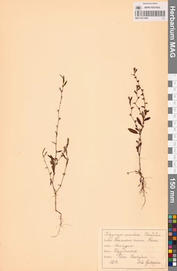 MAG 0013499