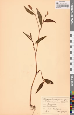 MAG 0013500