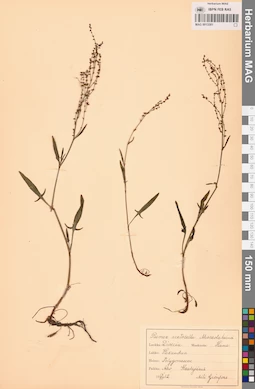 MAG 0013501