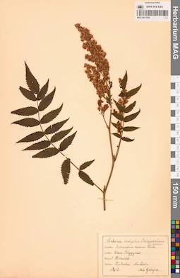 MAG 0013502