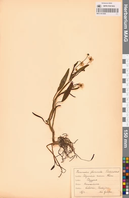 MAG 0013504