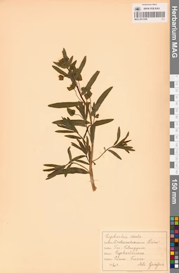 MAG 0013506
