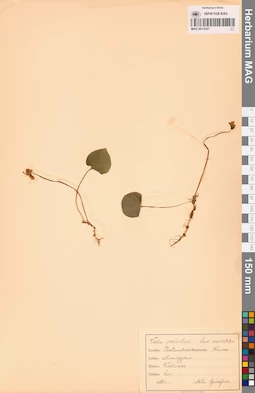 MAG 0013507