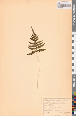 MAG 0013509